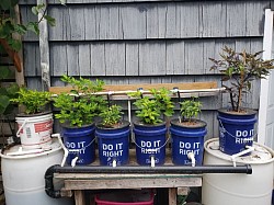 I have a few small aquaponics and hydroponics systems that produce quite well.