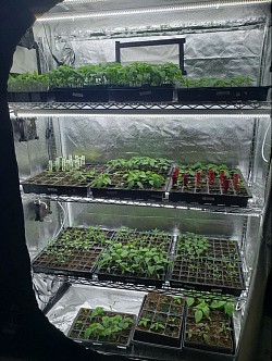 Seedlings