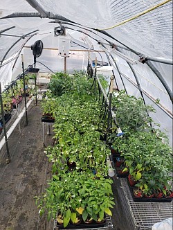 Out to the greenhouse